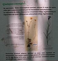 Des plantes nommees 'Lugdumensis' (2).jpg